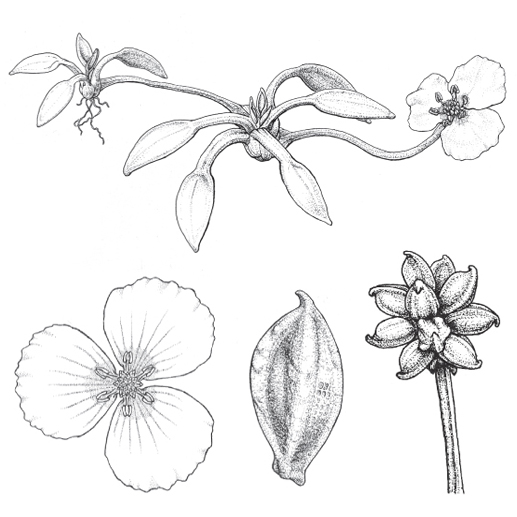 Baldellia alpestris